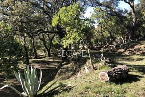 Недвижимость в Лаванду